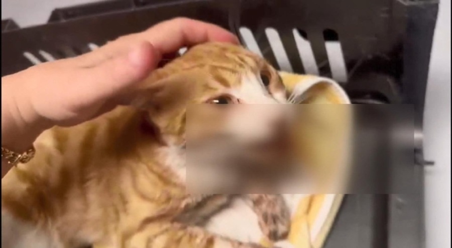 Esenyurt'ta vahşet: Kedinin çenesini kırıp dilini kestiler