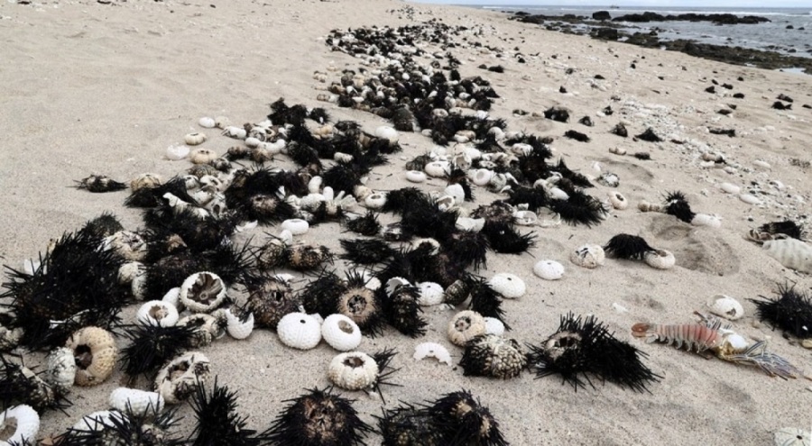 Fransa'da alarm: 5 binden fazla deniz kestanesi ölü bulundu