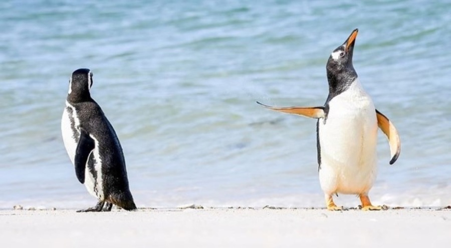 Antarktika'daki buz kırılması sonucu binlerce penguen öldü