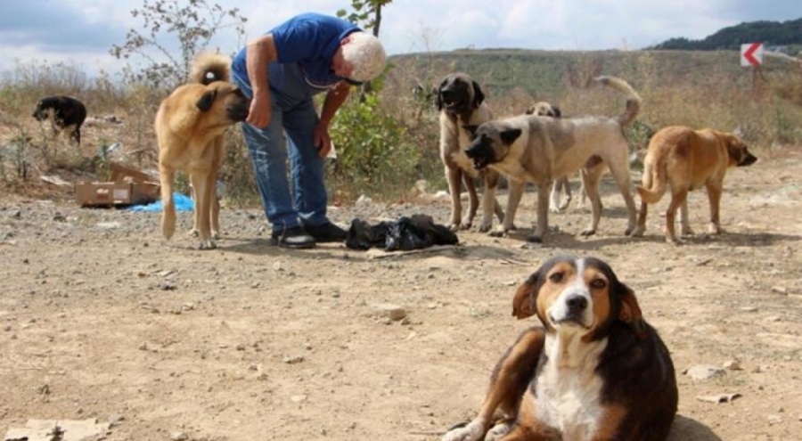 Sokak hayvanlarını besledikleri sırada saldırıya uğradılar! Kendini savcı olarak tanıtmış