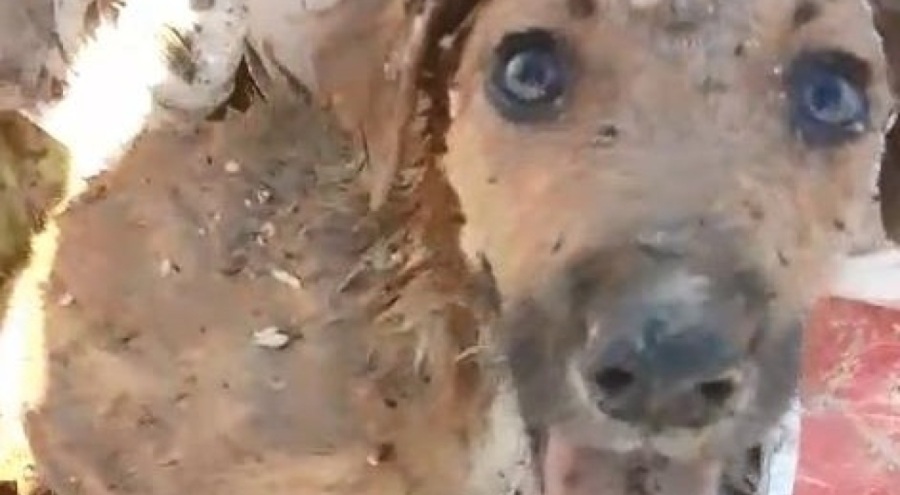 Bursa'da kent çöplüğünde mahsur kalan yavru köpek kurtarıldı