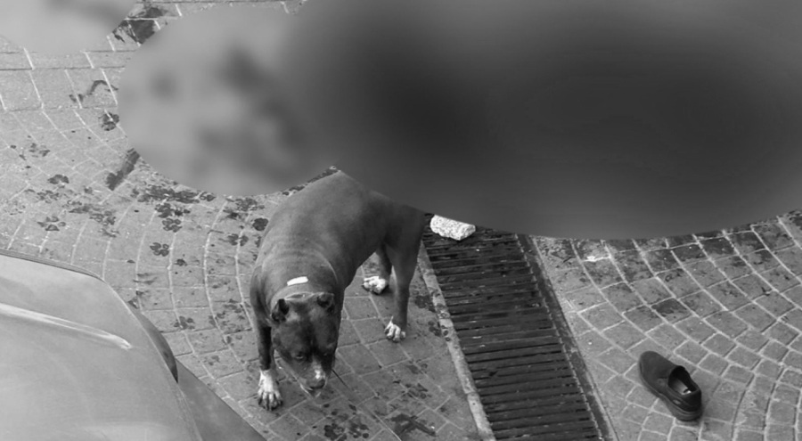 İstanbul Bakırköy'de bir kişi, pitbull saldırısına uğradı