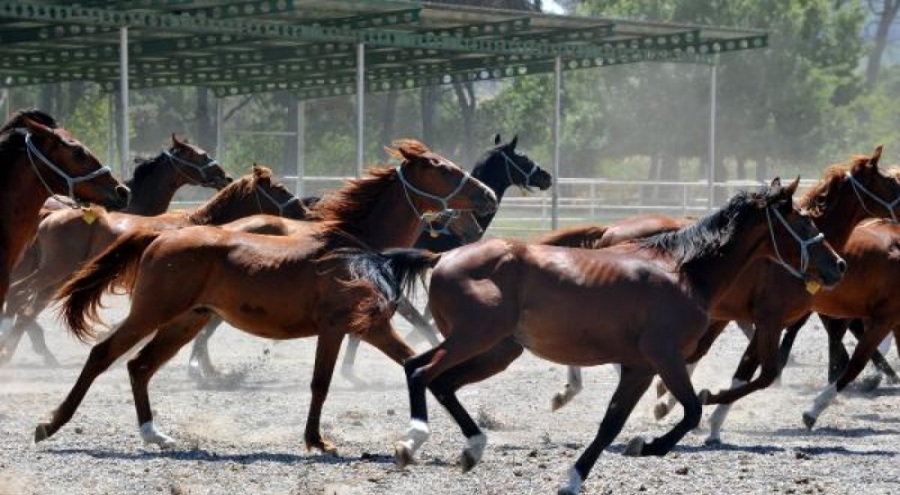 Milyonluk Arap yarış atları Bursa'da yetiştiriliyor