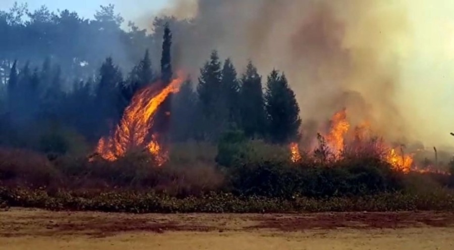 44 saat yanarak küle dönen yere 100 bin fidan dikildi
