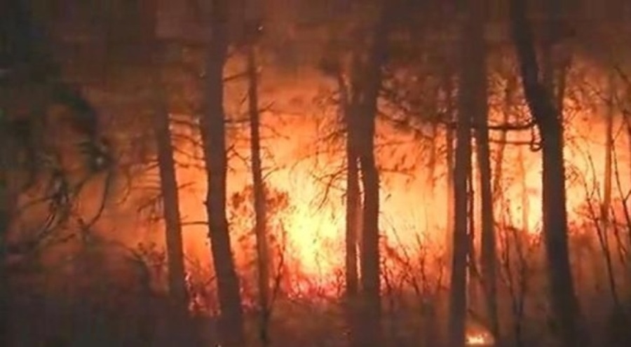 İstanbul Maltepe'de orman yangını kontrol altına alındı!