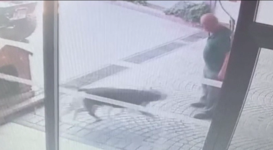 İstanbul'da pitbull dehşeti! Sahiplerine ceza kesildi