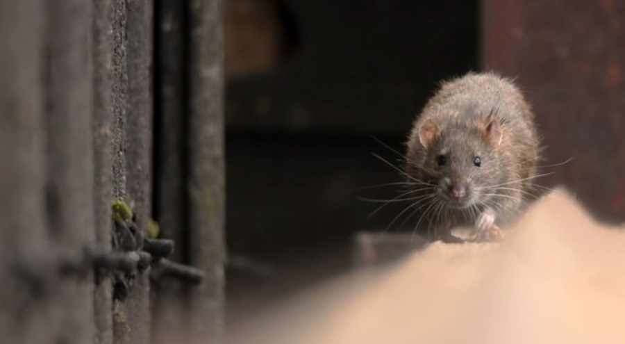 Roma'da, fare istilası!