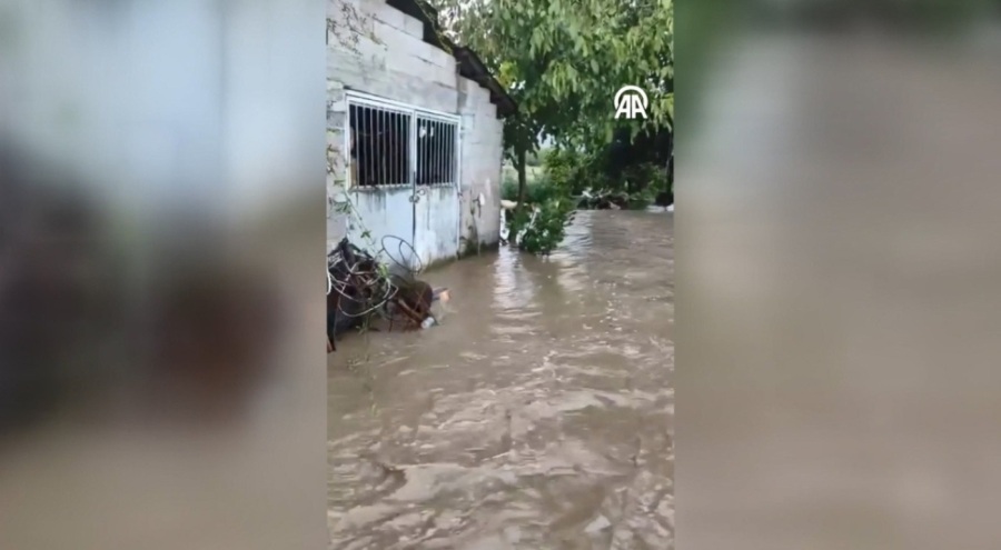 Aydın'da sağanak! Dereler taştı, ev ve çiftlikleri su bastı