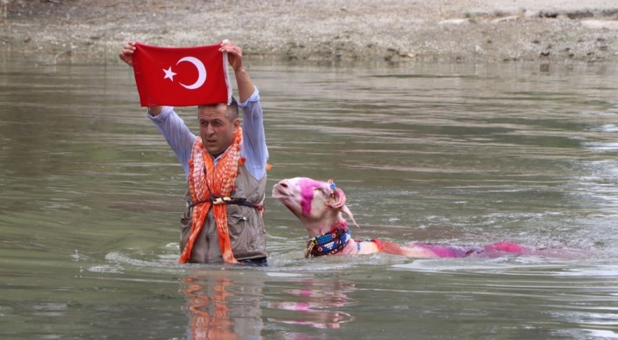 Denizli'de 8 asırlık gelenek devam ediyor! Çobanlar Menderes Nehri'ne koştu