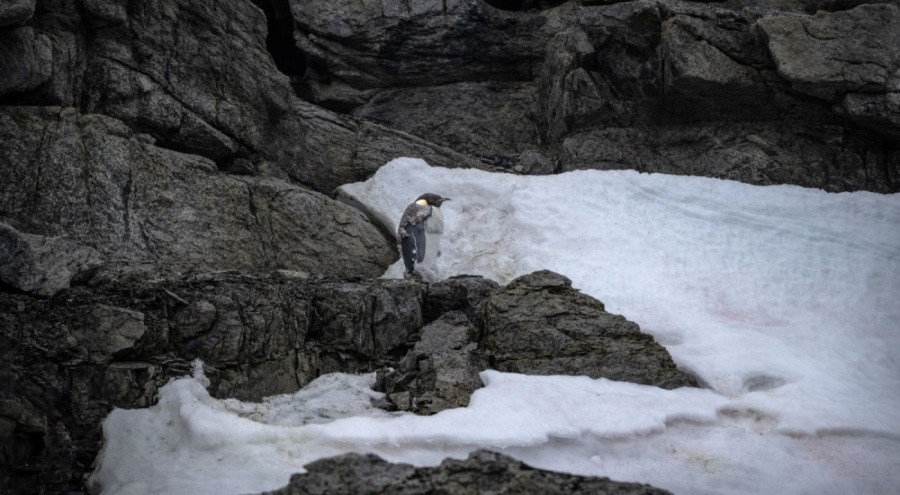 10 bini aşkın yavru öldü! Can çekişiyorlar