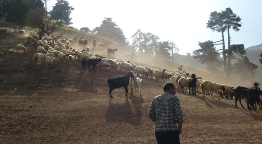 20 bin liraya çalışacak çoban bulamıyorlar