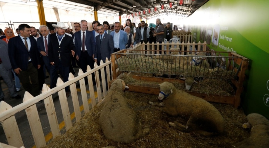 Bursa'da küçükbaş hayvancılık festivali için geri sayım başladı