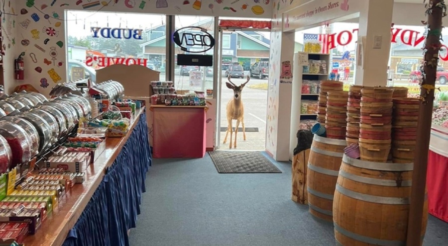 Geyik şeker dükkanına daldı!