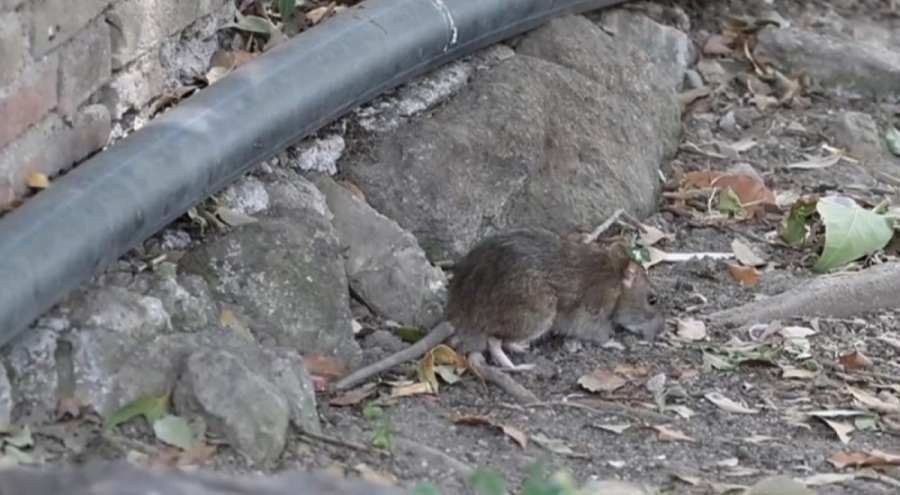 Roma'da alarm verildi: Milyonlarca fare şehri istila etti