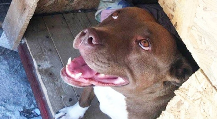 'Şila' isimli köpeği yakarak öldürmüştü: Sanık yeniden yargılanacak