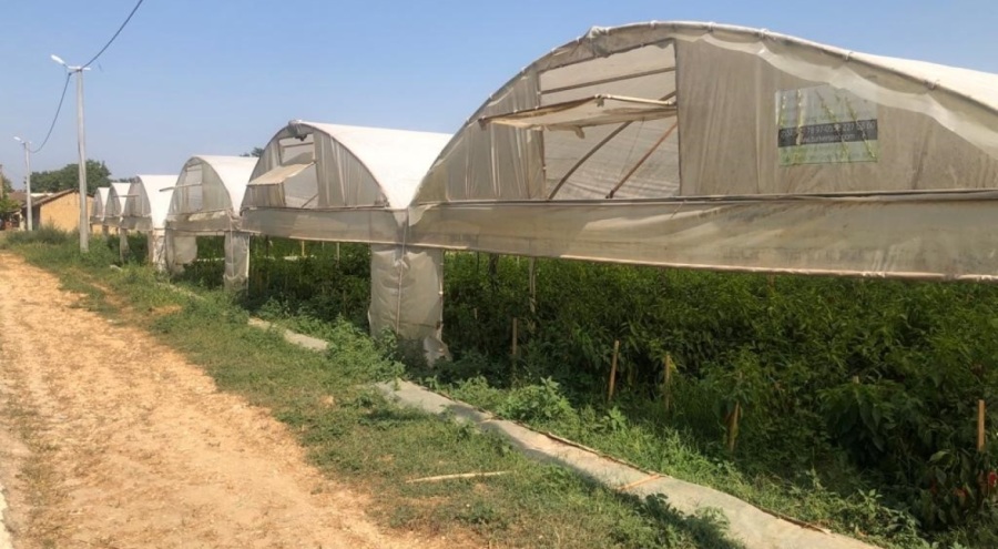 Seracılık üreticinin yüzünü güldürüyor