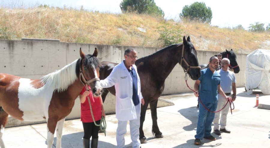 Türkiye'nin ilk tüp tayı dünyaya gelecek