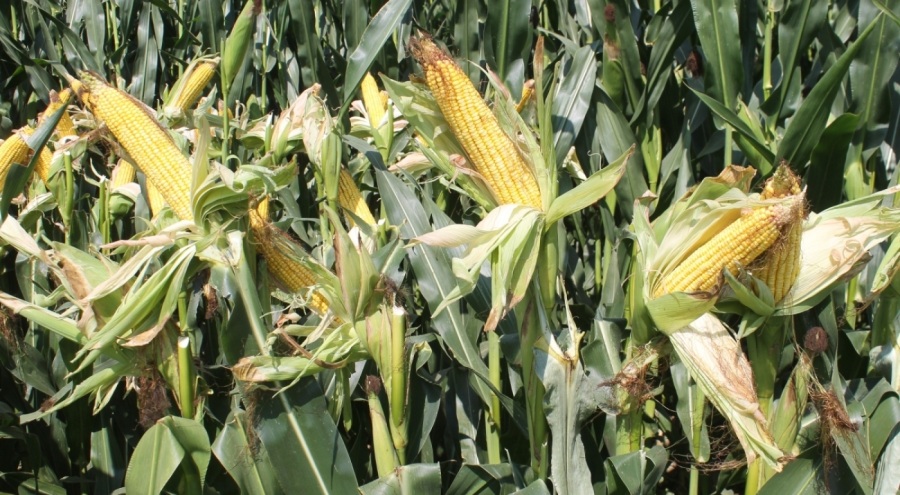 Sıcaklar yüzünden mısırlar kurudu