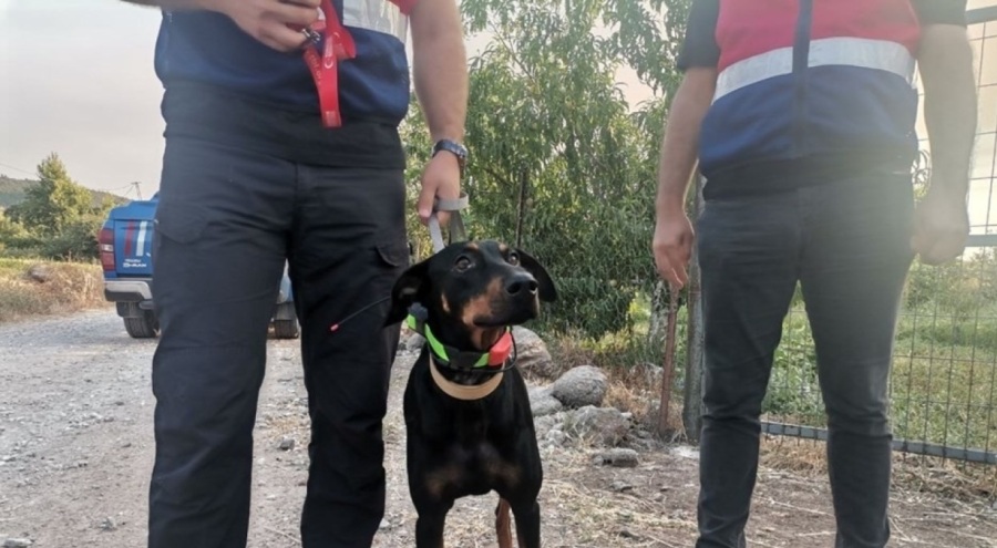 Korhan Berzeg'i arama çalışmalarına köpeği Tina da katıldı! GPS cihazı takıldı