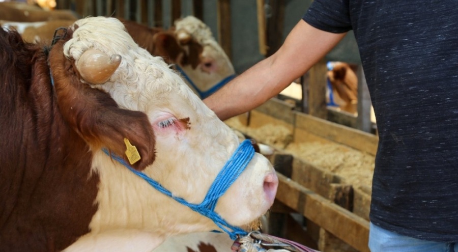 Tarım ve Orman Bakanlığı: 16 milyon hayvan aşılandı