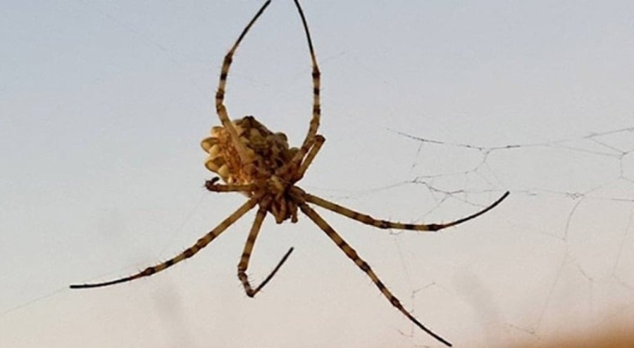 Dünyanın en zehirli örümceklerinden biri Türkiye'de görüldü!