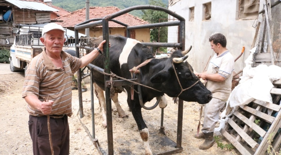 Bursa'da yörede bu işi yapan bir kişi kaldı! İneklere tırnak bakımı