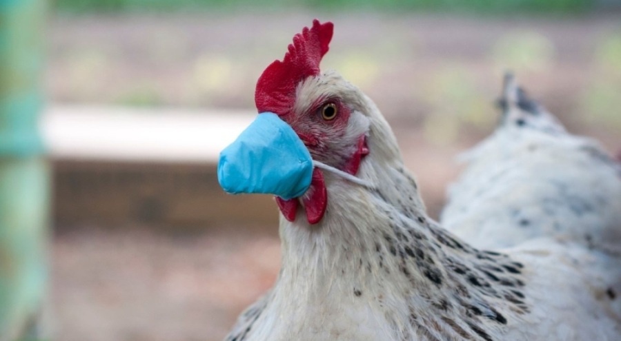 Türkiye, yeniden 'arilik' statüsüne geçti