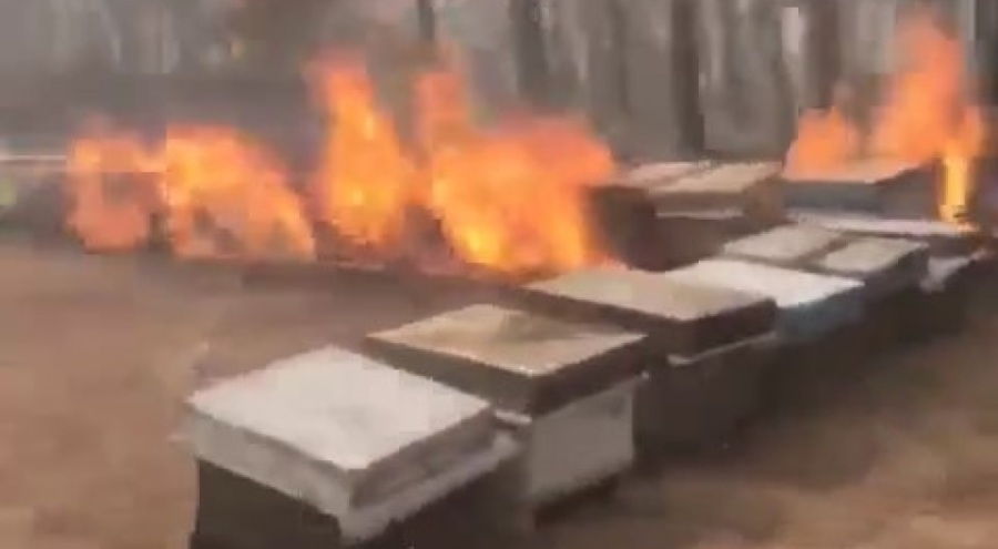 Bursa'daki orman yangını kovanları kül etti!