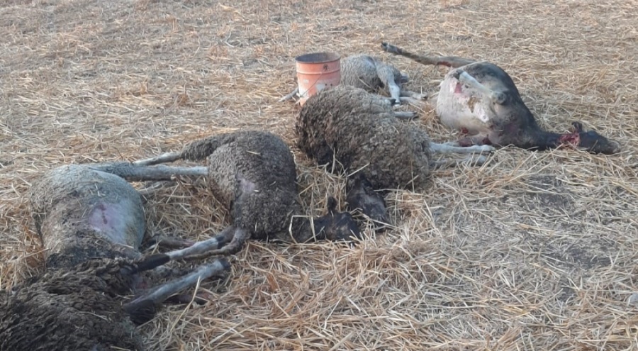 Ahırda çıkan yangında 90 küçükbaş hayvan telef oldu