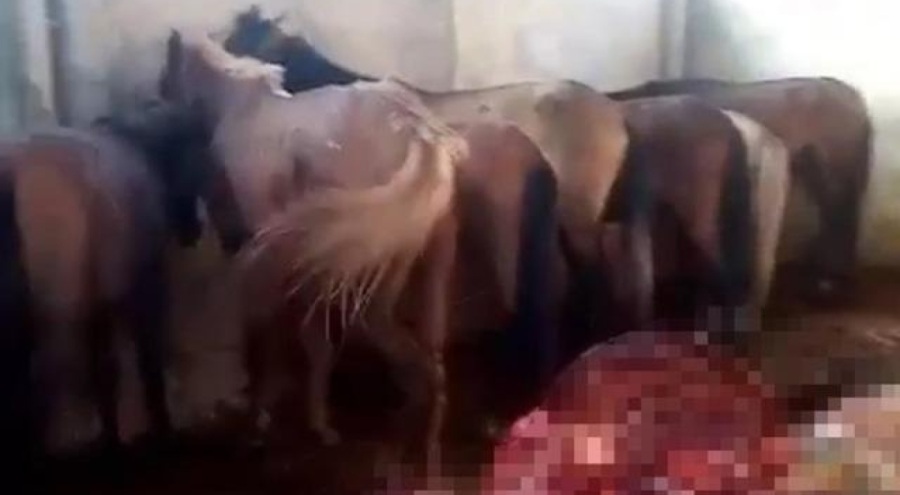 Adana'da skandal! İnsanlara at ve eşek eti yedireceklerdi