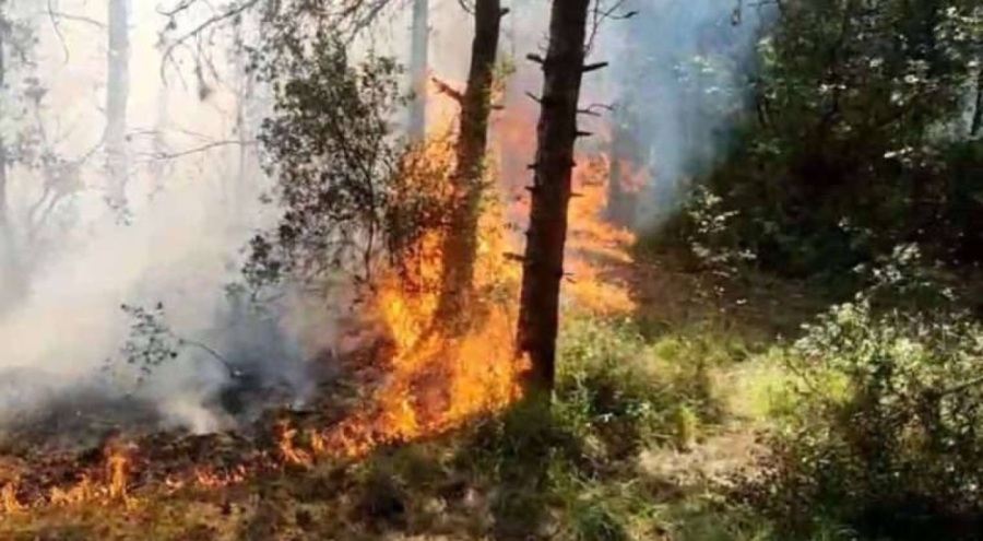 Sultangazi'de orman yangını!