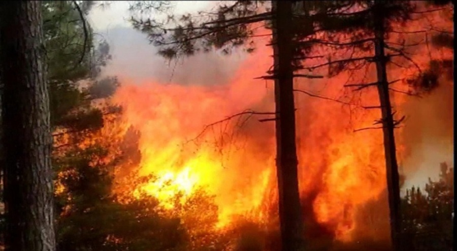 İstanbul'daki orman yangınında sabotaj iddiası!