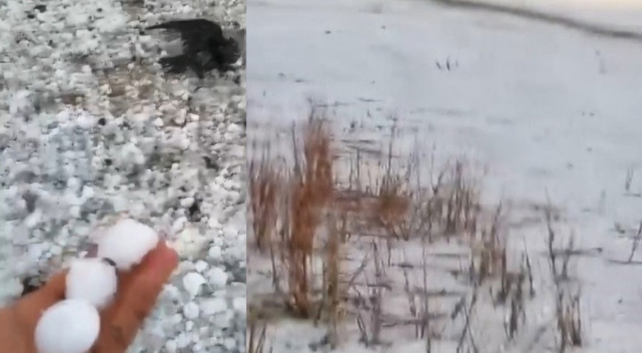 Kars'ta etkili olan dolu çok sayıda kuşun ölümüne yol açtı