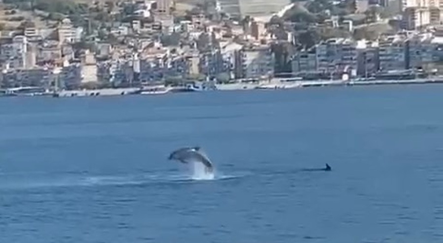 Bursa Gemlik Körfezi'nde yunuslar şov yaptı!