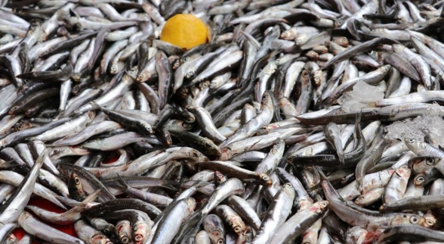Av sezonunun başlamasıyla hamsi tezgahtaki yerini aldı