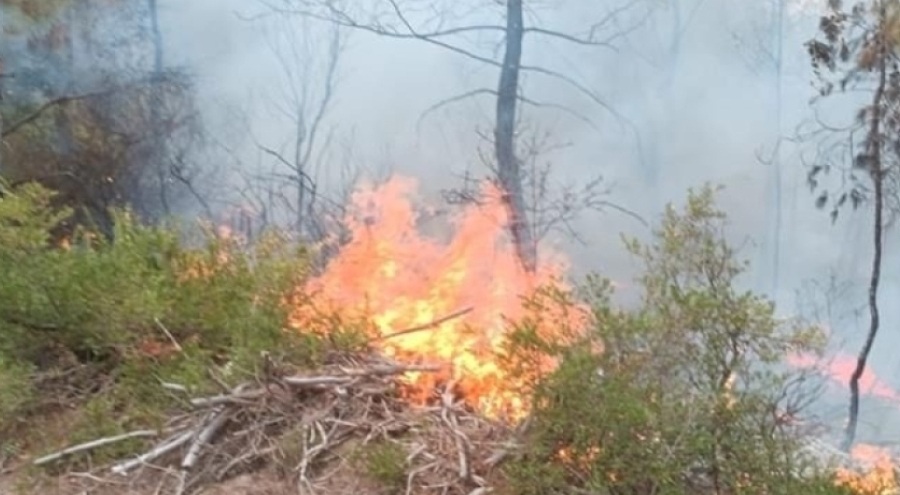 Adana'da orman yangını çıktı