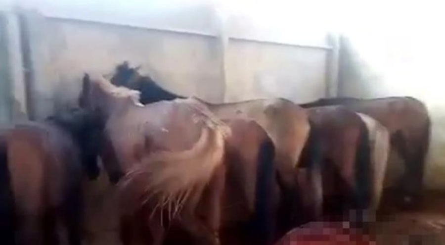 Adana'daki eşek eti skandalında yeni gelişme