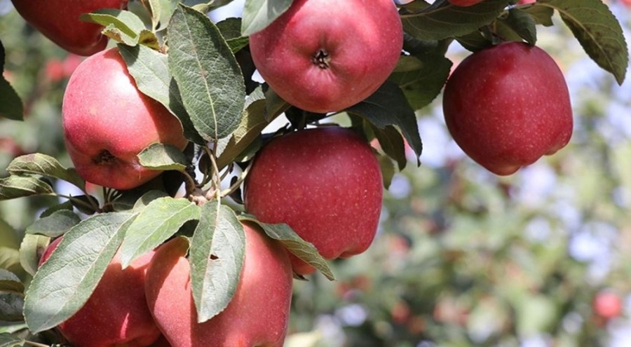 Isparta elması, coğrafi işaret tesciliyle koruma altına alındığı açıklandı!