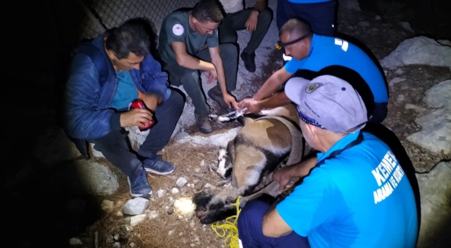 Çenesi kırık yabani dağ keçisi kurtarıldı