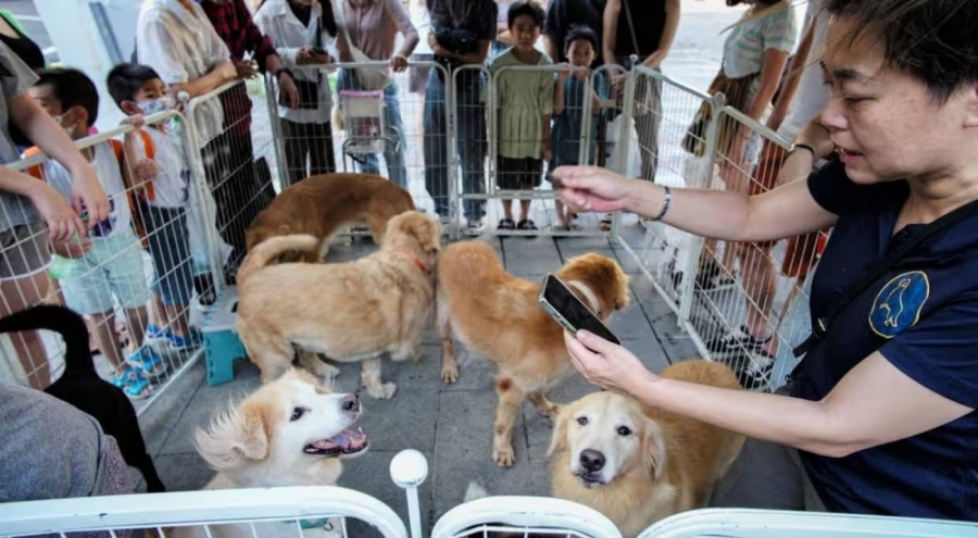 Tayvan devlet başkanı adayı: Bir çocuk yapana bir köpek hediye