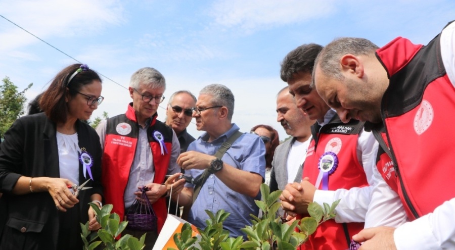 Yalova'nın coğrafi işaretli meyvesi aronyada hasat sevinci