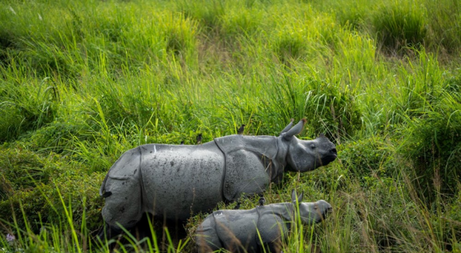 2 bin gergedan doğaya geri dönecek