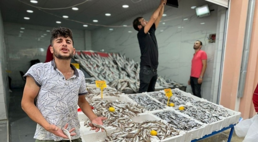 Hamsi tezgahta yerini aldı! Bolluk yaşanıyor