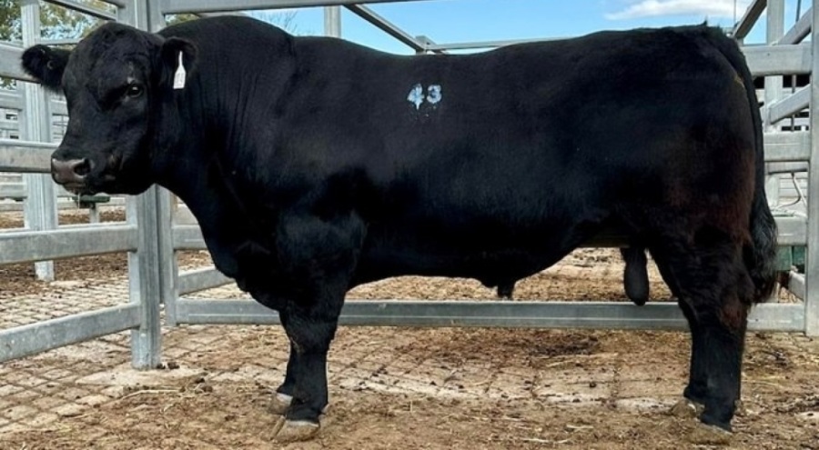 Speckle Park cinsi boğa rekor fiyata satıldı: 956 kilogram ağırlığında