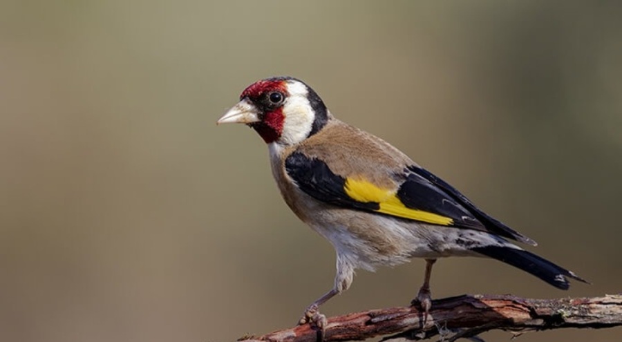 1600 saka kuşunu yurda getiren 2 kişiye 2 milyon ceza