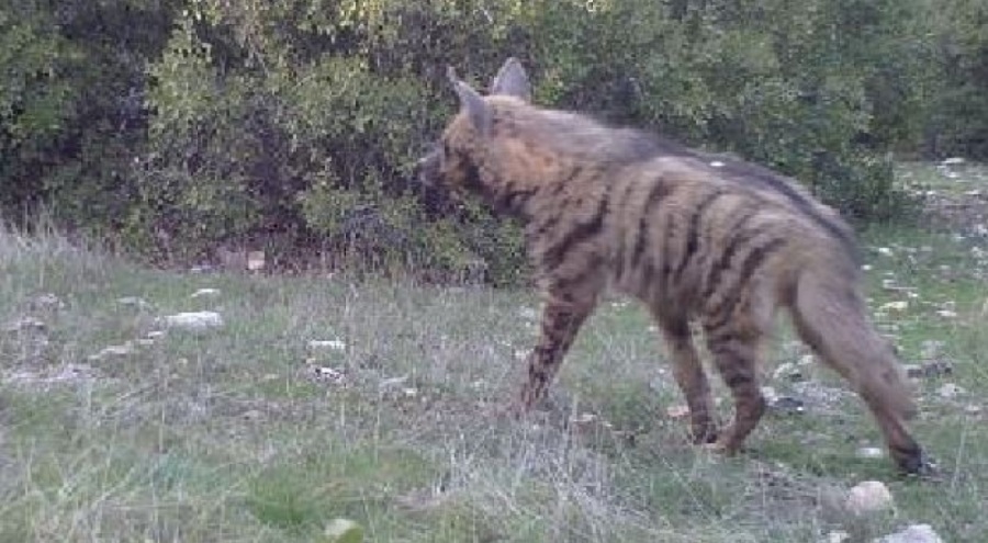 Nesli tükenmekte olan çizgili sırtlan kazada öldü! Sürücü aranıyor