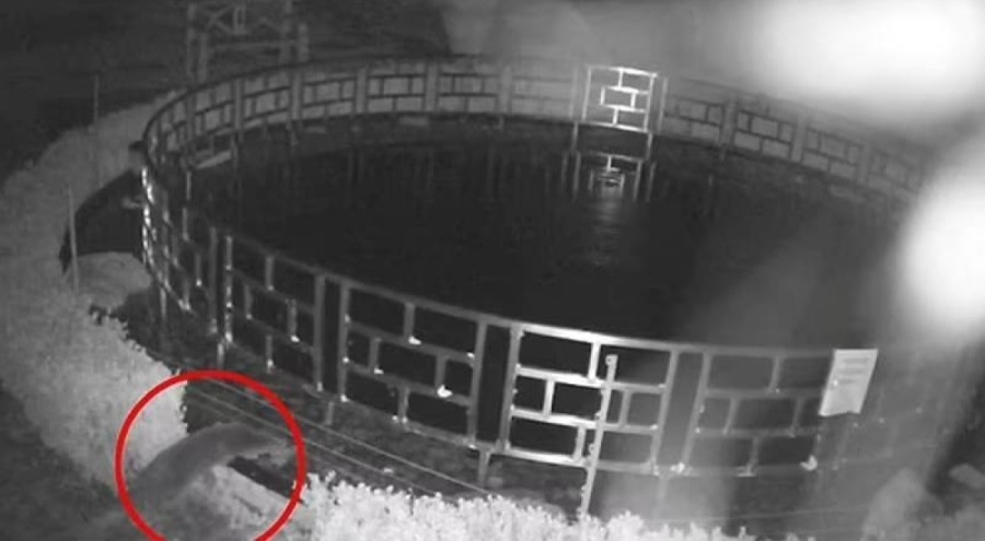 Su samuru otele gelip, 125 bin dolarlık koi balıklarını yedi!