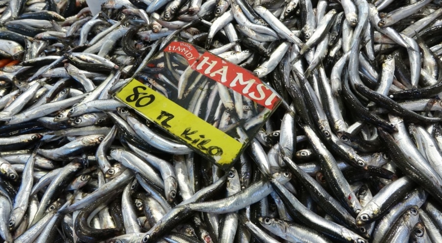 Tezgahlarda hamsi bolluğu yaşanıyor