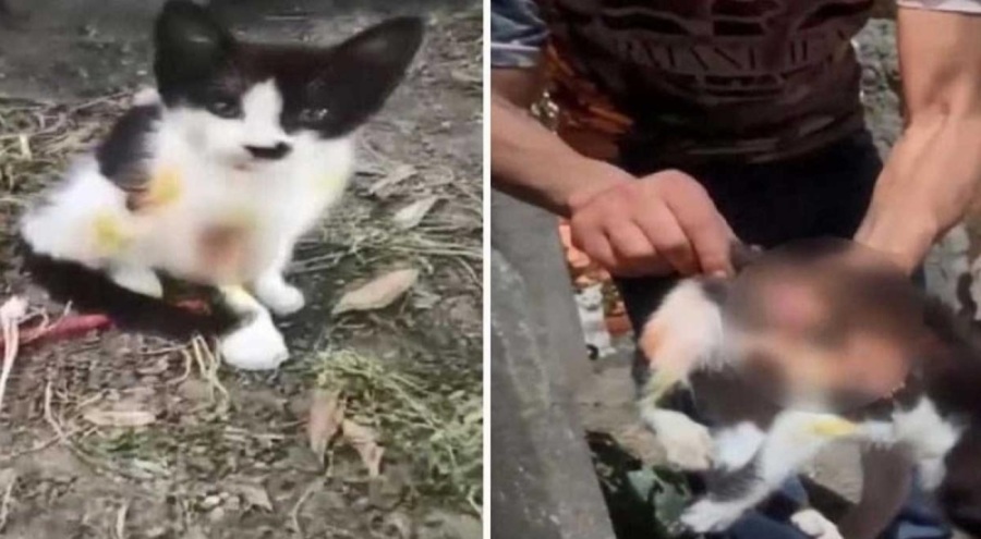 Kedilere asit döken sanık tahliye edildi! "Amacım öldürmek değildi"