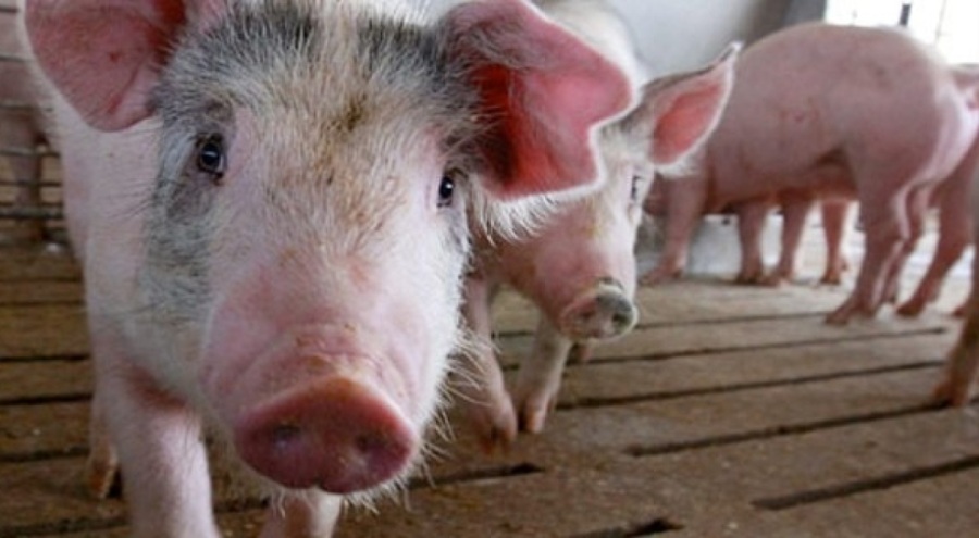 İsveç'te ilk kez domuz gribi tespit edildi